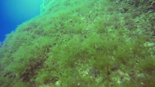 Skały Pokryte Wodorostami Morskimi Gozo Malta — Wideo stockowe