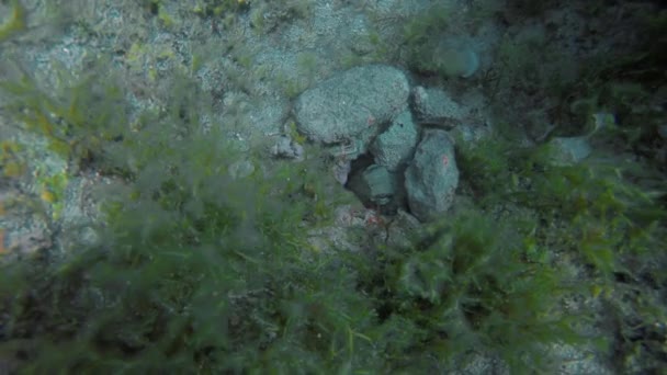 Polpo Comune Octopus Vulgaris Nascosto Una Roccia Nel Mar Mediterraneo — Video Stock