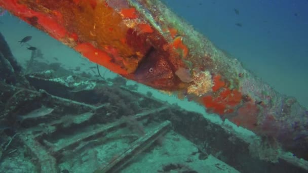 Eine Mittelmeermuräne Muraena Helena Versteckt Sich Wrack Der Beaufighter Malta — Stockvideo