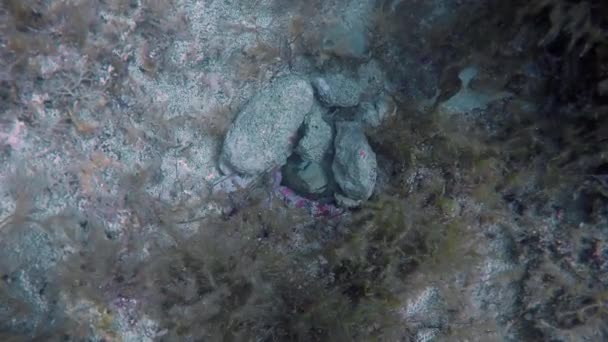 Ένα Κοινό Χταπόδι Octopus Vulgaris Που Κρύβεται Ένα Βράχο Στη — Αρχείο Βίντεο