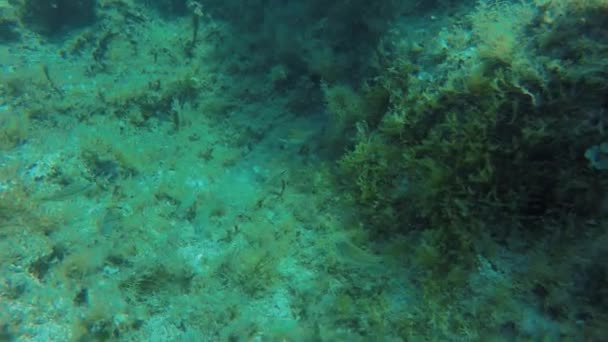 地中海の藻類に餌を与える魚 — ストック動画