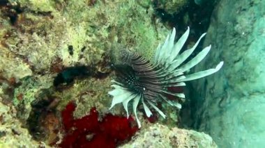 Kıbrıs 'taki Ortak Aslan Balığının (Pterois volitans) HD video görüntüleri