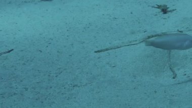 Akdeniz 'deki bir Pearly Razorfish' in (Xyrichtys novacula) HD video görüntüleri