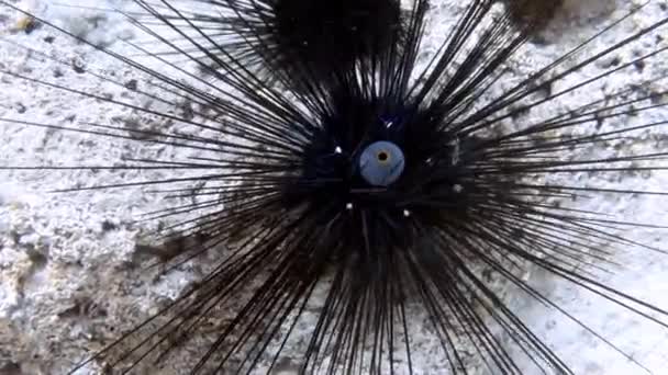Videofelvétel Long Spined Sea Urchin Centrostephanus Longispinus Földközi Tengeren — Stock videók