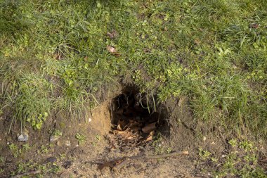 Suffolk, İngiltere 'deki bir kilise avlusundaki tilki inine giriş.