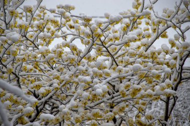 İngiltere 'de bir bahçeye şiddetli kar yağar