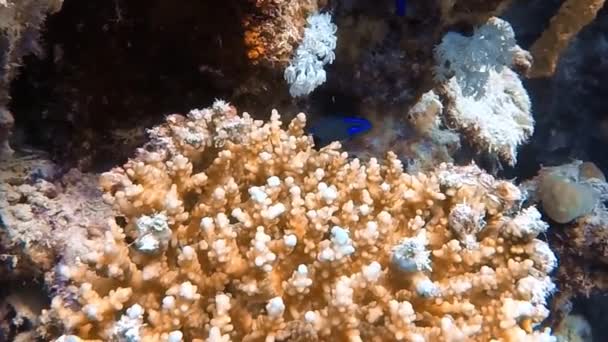 Rekaman Video Dari Dottyback Kecil Berwarna Warni Laut Merah Mesir — Stok Video