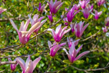İlkbaharda pembe manolya çiçekleri