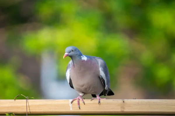 Közönséges Galamb Columba Palumbus — Stock Fotó