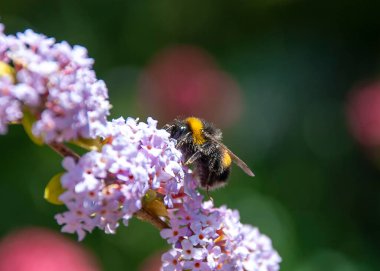 A White-tailed Bumblebee (Bombus lucorum) clipart