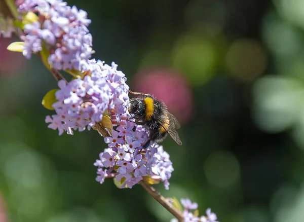 Bumblebee Białogłowy Bombus Lucorum — Zdjęcie stockowe