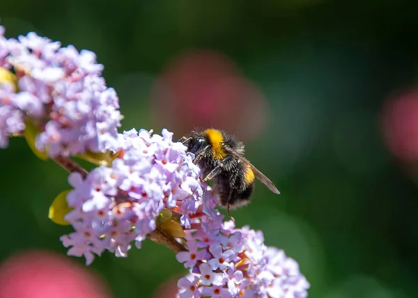 Bumblebee Białogłowy Bombus Lucorum — Zdjęcie stockowe