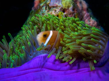 Maldivler Anemonefish (Amphiprion nigripes) genellikle mercanlar arasında güzel renkli şakayıklarda bulunur.