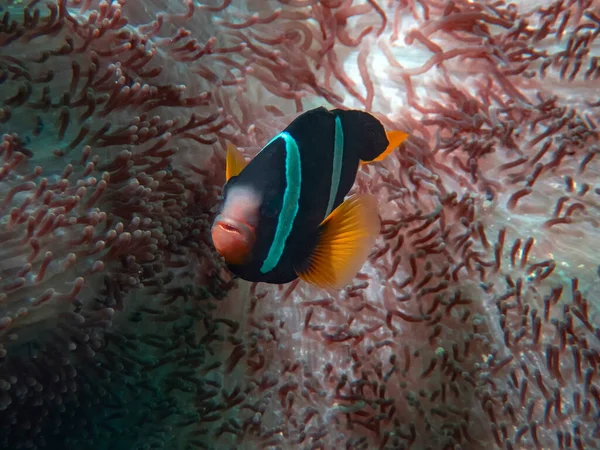 Clark Anemonefish Amphiprion Clarkii Indickém Oceánu — Stock fotografie