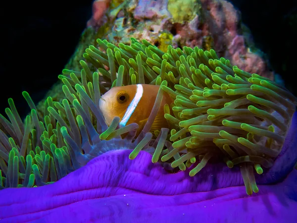 Maldivler Anemonefish (Amphiprion nigripes) genellikle mercanlar arasında güzel renkli şakayıklarda bulunur.