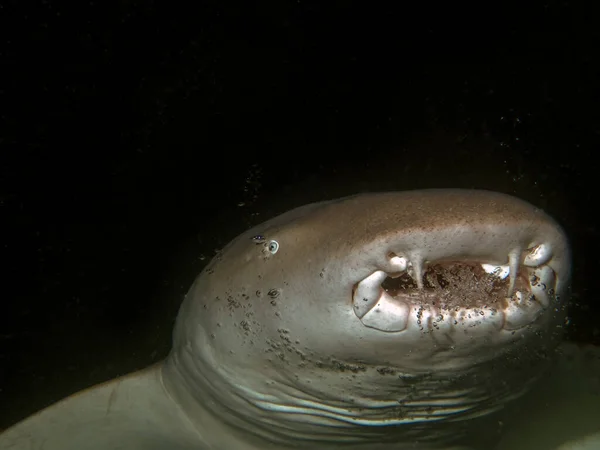 Tiburón Enfermero Ginglymostoma Cirratum Las Maldivas — Foto de Stock