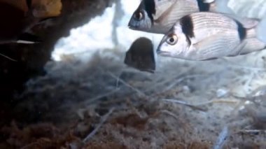 Akdeniz 'de çift şeritli Bream' in (Diplodus vulgaris) 4k görüntüleri