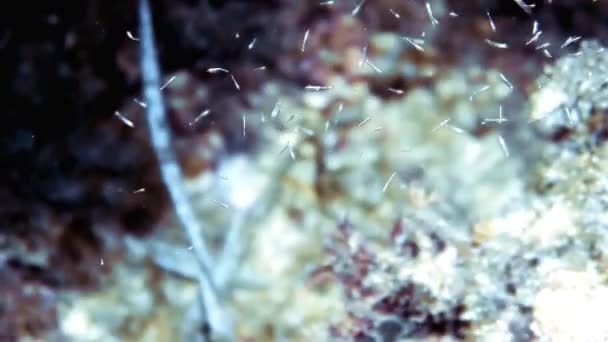 Πλάνα Πρόσφατα Εκκολαφθέντων Ψαριών Στο Toro Marine Reserve Στη Μαγιόρκα — Αρχείο Βίντεο