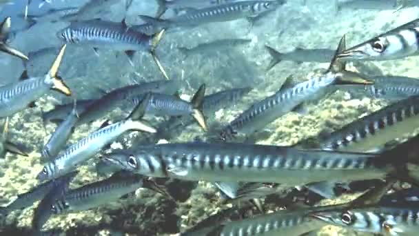 Beelden Van Yellowmouth Barracuda Sphyraena Viridensis Middellandse Zee — Stockvideo