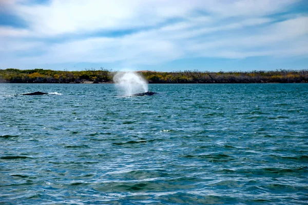 Grey Whales Eschrichtius Robustus Své Zimní Porodní Laguně Adolfo Lopez — Stock fotografie