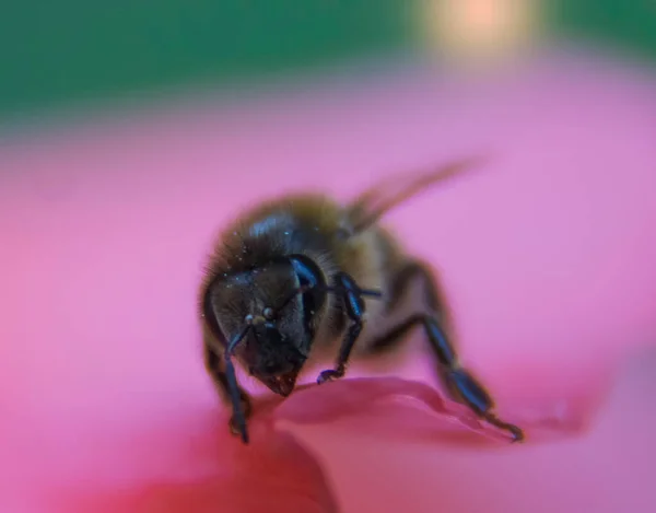 Primo Piano Ape Mellifera Europea Apis Mellifera Fiore Nel Regno — Foto Stock