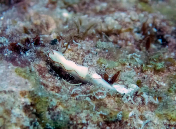 Eine Kleine Weiße Thorunna Furtiva Nacktschnecke — Stockfoto