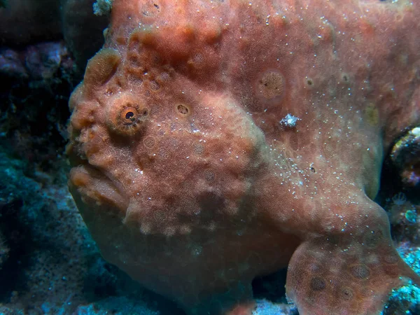 Ein Riesiger Anglerfisch Antennarius Commerson — Stockfoto