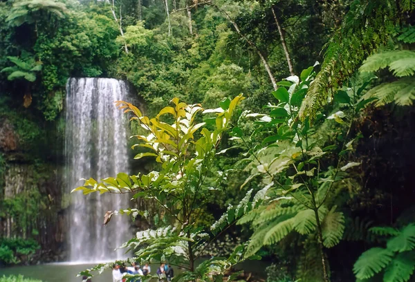 Die Millaa Millaa Wasserfälle Den Atherton Tablelands Queensland Australien — Stockfoto