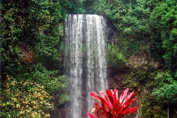 Avustralya, Queensland 'daki Atherton Tabloları' ndaki Millaa Millaa Şelaleleri