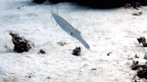 Videofilmer Blåögd Cornetfish Fistularia Commersonii Röda Havet Egypten — Stockvideo