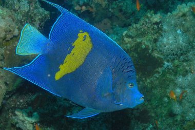 Kızıl Deniz, Mısır 'da bir Sarı Çubuk Melek Balığı (Pomacanthus maculosus)