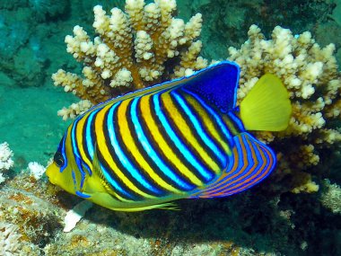 Kızıl Deniz 'de yalnız bir Kral Melek Balığı (Pygoplites diacanthus)