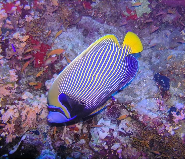 Seorang Kaisar Angelfish Pomacanthus Imperator Laut Merah Mesir — Stok Foto