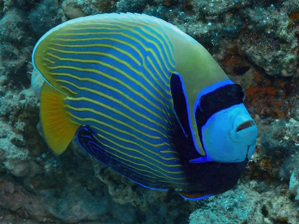 Kızıl Deniz Bir Mparator Melek Balığı Pomacanthus Imperator Mısır — Stok fotoğraf