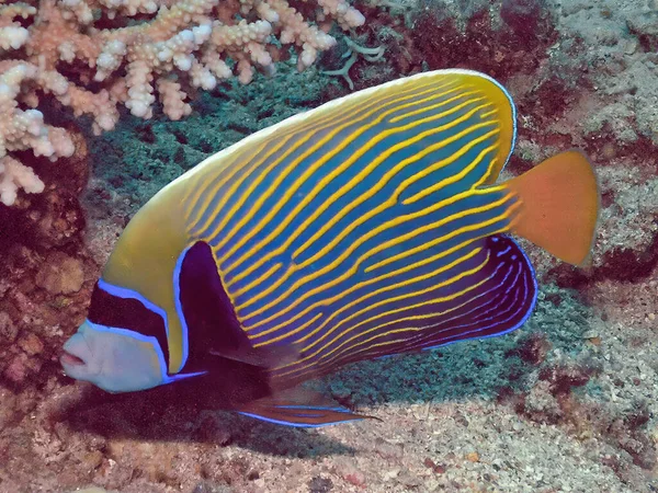 Pesce Angelo Imperatore Pomacanto Imperator Nel Mar Rosso Egitto — Foto Stock