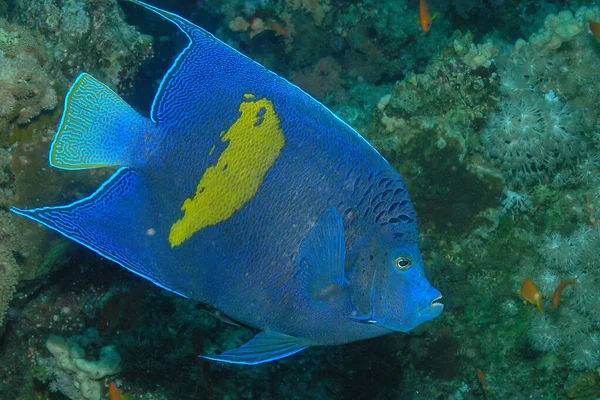 Yellowbar Angelfish Pomacanthus Maculosus Red Sea Egypt — Stock Photo, Image