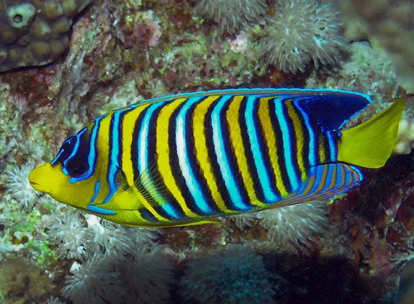 Pesce Angelo Regale Solitario Pygoplites Diacanthus Nel Mar Rosso — Foto Stock