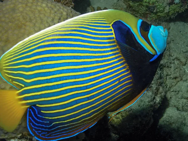 Cesarz Angelfish Imperator Pomacanthus Morzu Czerwonym Egipt — Zdjęcie stockowe