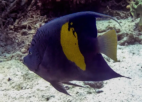 エジプト紅海のイエローバー エンジェルフィッシュ Pomacanthus Maculousus — ストック写真