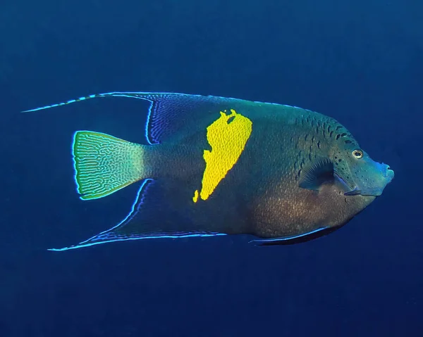 Kızıl Deniz Mısır Bir Sarı Çubuk Melek Balığı Pomacanthus Maculosus — Stok fotoğraf