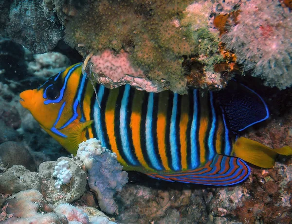 Solitario Pez Ángel Real Pygoplites Diacanthus Mar Rojo — Foto de Stock