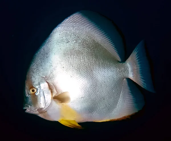 Kızıl Deniz Dairesel Yarasa Balığı Platax Orbicularis — Stok fotoğraf