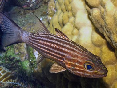 Kızıl Deniz 'de bir Kaplan Kardinalbalığı (Cheilodipterus makrodon), Mısır