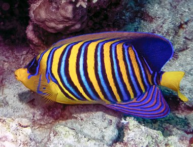 Kızıl Deniz 'de yalnız bir Kral Melek Balığı (Pygoplites diacanthus)