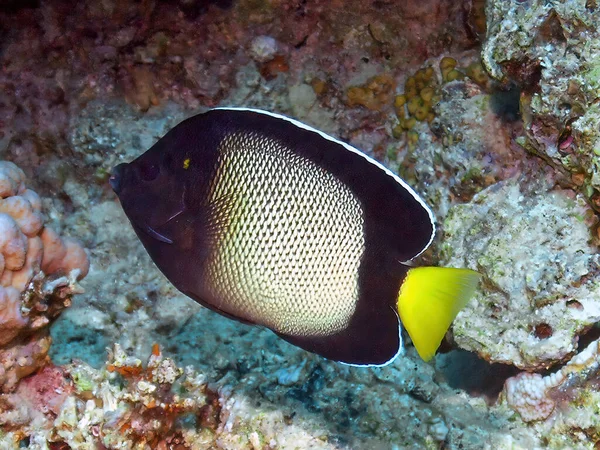 Yellow Ear Angelfish Apolemichthys Xanthotis Red Sea Egypt — Stock Photo, Image