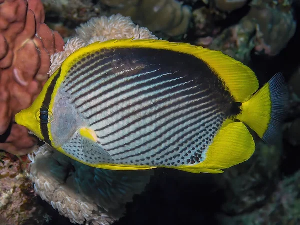 Blackbacked Butterflyfish Chaetodon Melannotus Red Sea Egypt — Stock Photo, Image