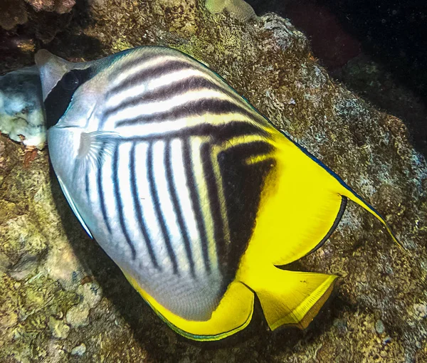 埃及红海的一种有鳍蝶鱼 Chaetodon Auriga — 图库照片