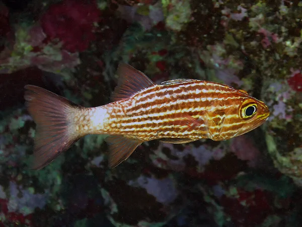 Kızıl Deniz Bir Kaplan Kardinalbalığı Cheilodipterus Makrodon Mısır — Stok fotoğraf