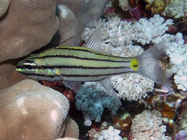 埃及红海的五棘鱼 Chilodipterus Five Elineatus — 图库照片