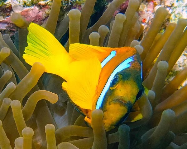 埃及的红海海葵 Amphiprion Bicinctus — 图库照片